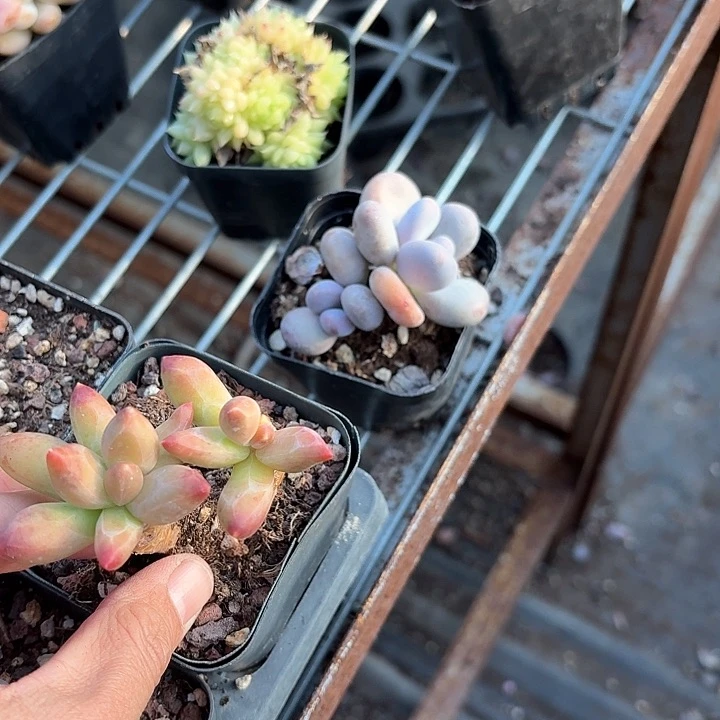 x****ubbhhggggggg459