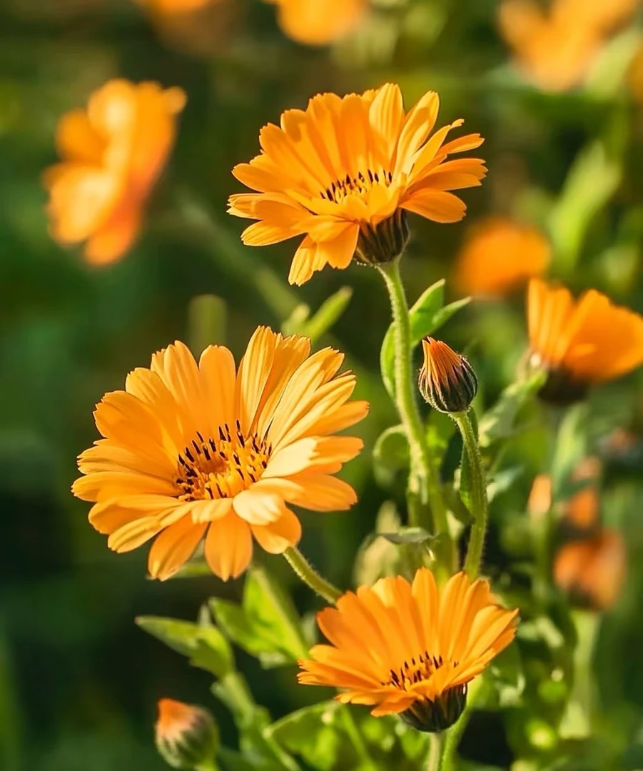 【金盏菊种子】四季种植盆栽地栽阳台小院种植