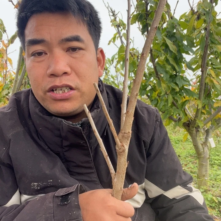 当前无花栽培后可以开花黔西2号
