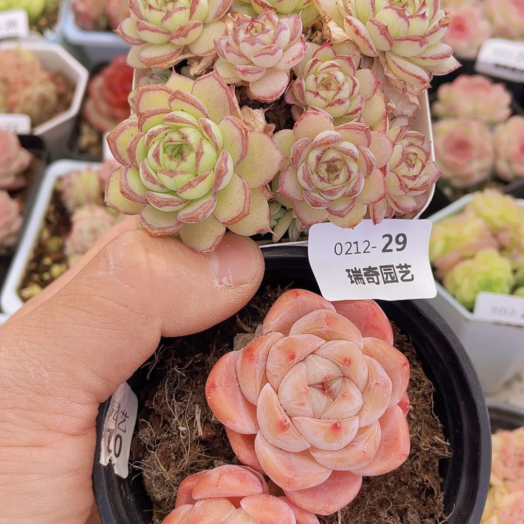 00000000000029量拍