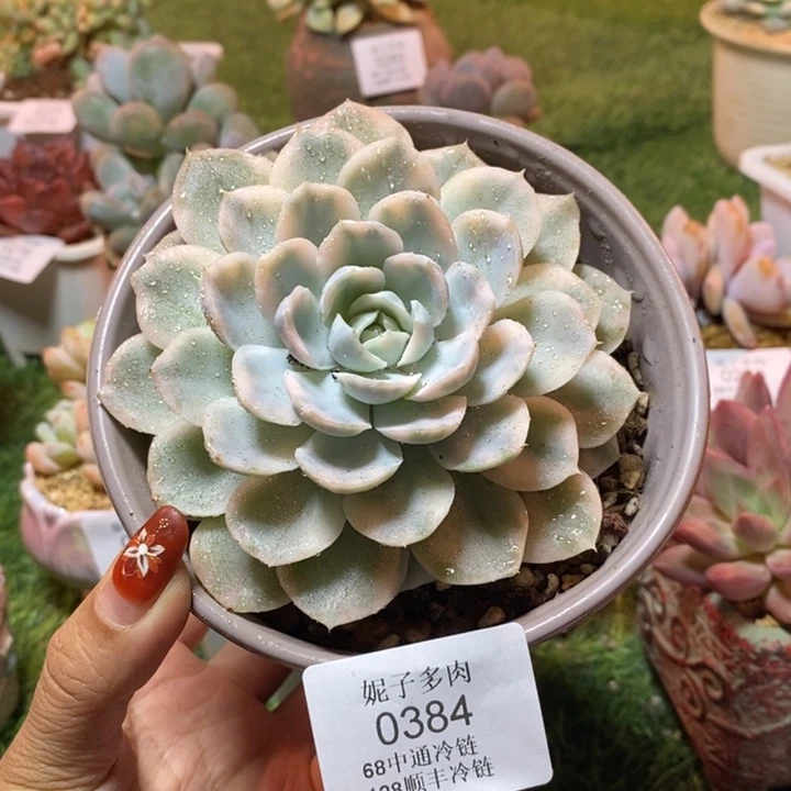 雪球锦，满28发货68冷链
