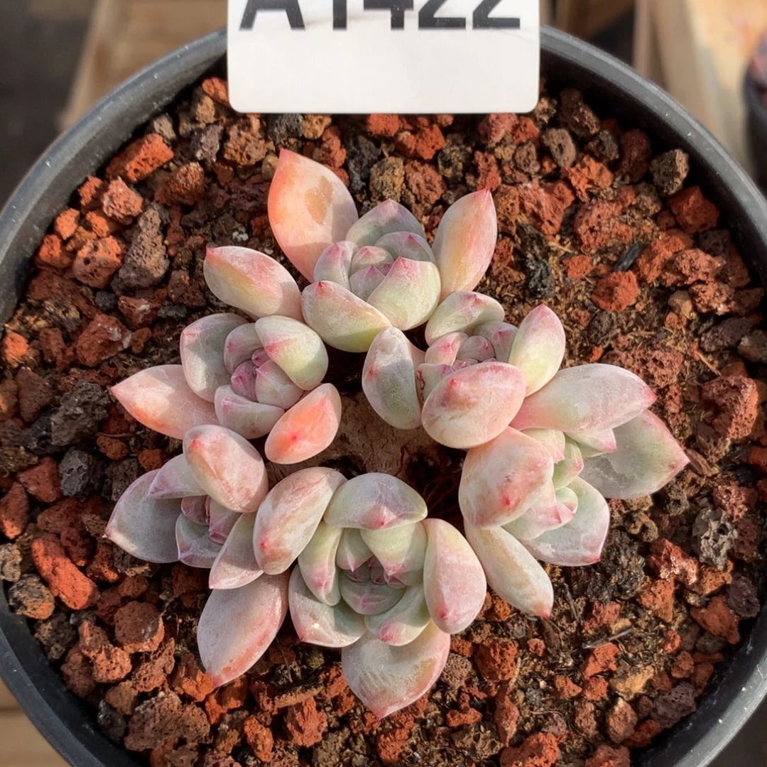 A1622 小脸星影石榴籽 一头一桩小树