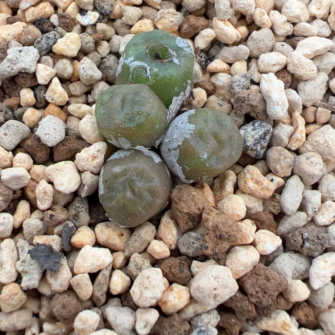 9-11肉锥多肉植物