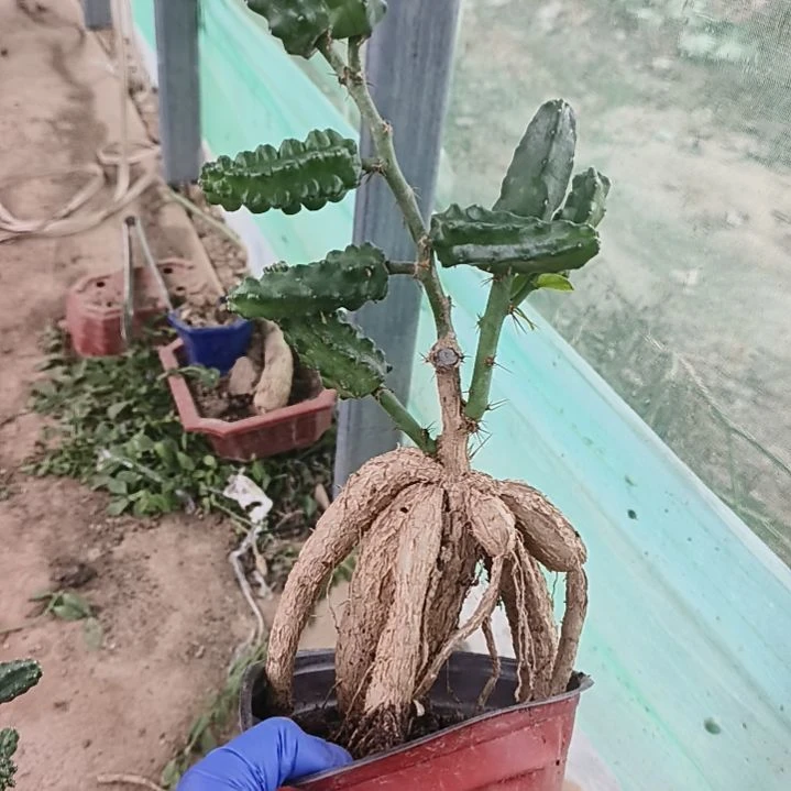悠***2嫁接多色水仙脱土发货