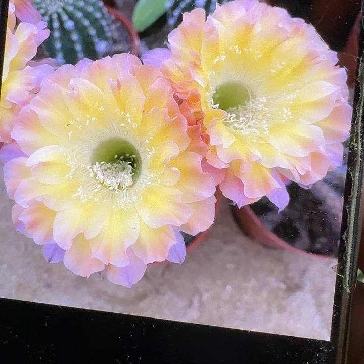 凡心侧芽4公分彩草