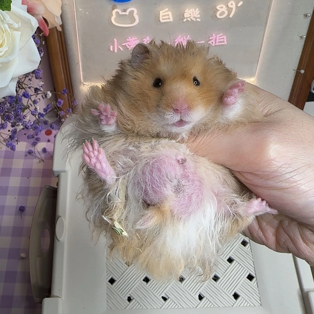 21卷毛虎纹弟弟3.16生日