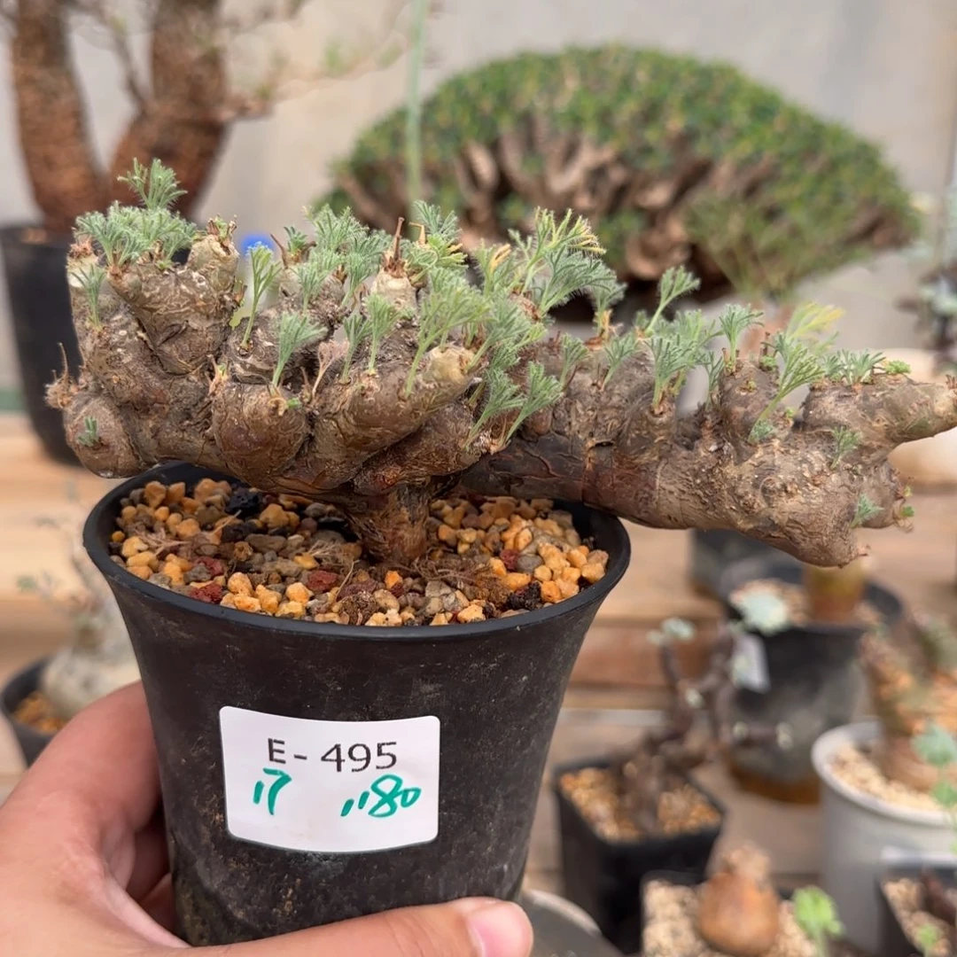 495黑皮月界块根植物