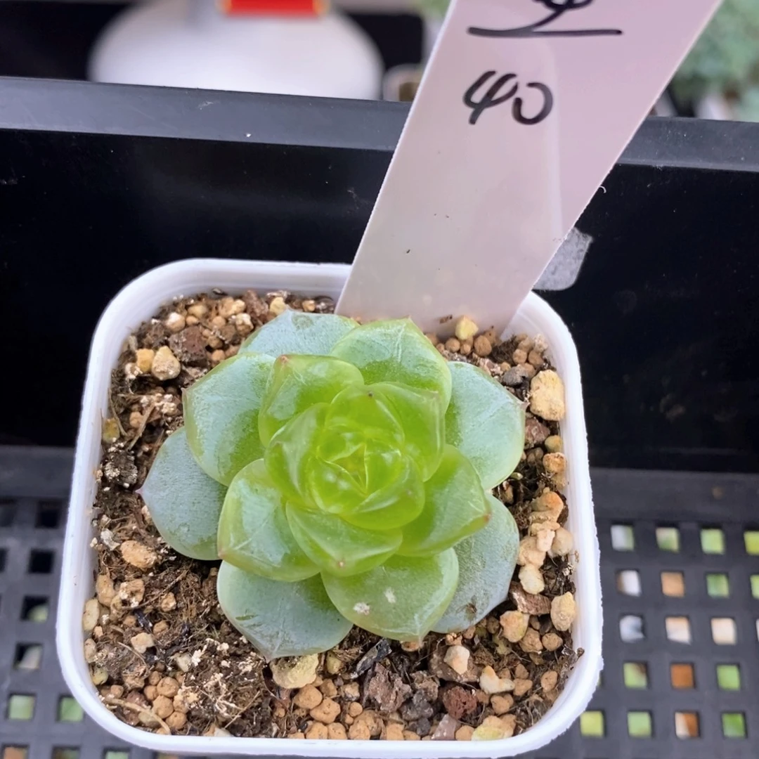 安生一颗包邮发货