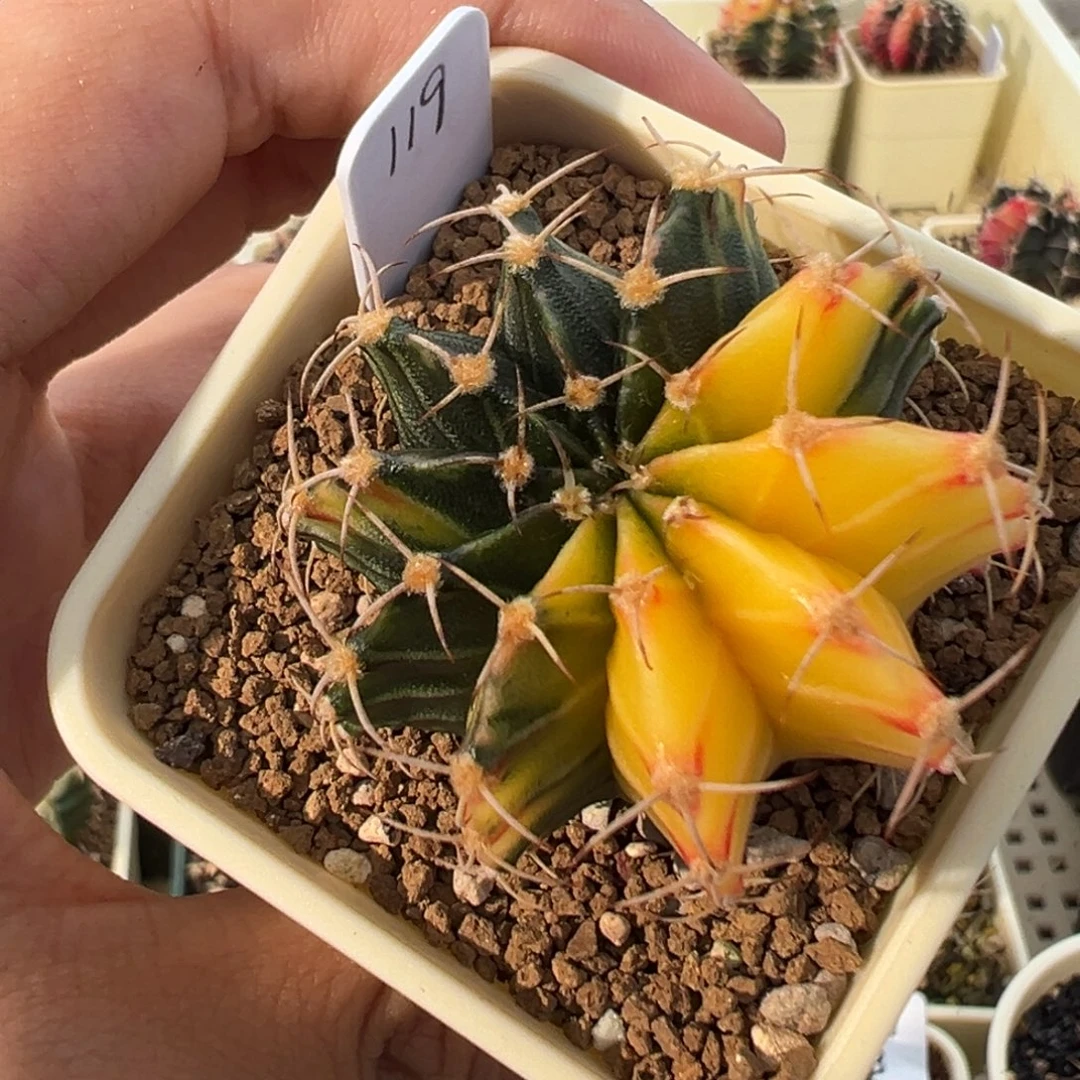 475好看的米哈冲冲冲