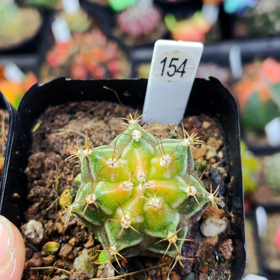 非偏远地区满25包邮仙人球