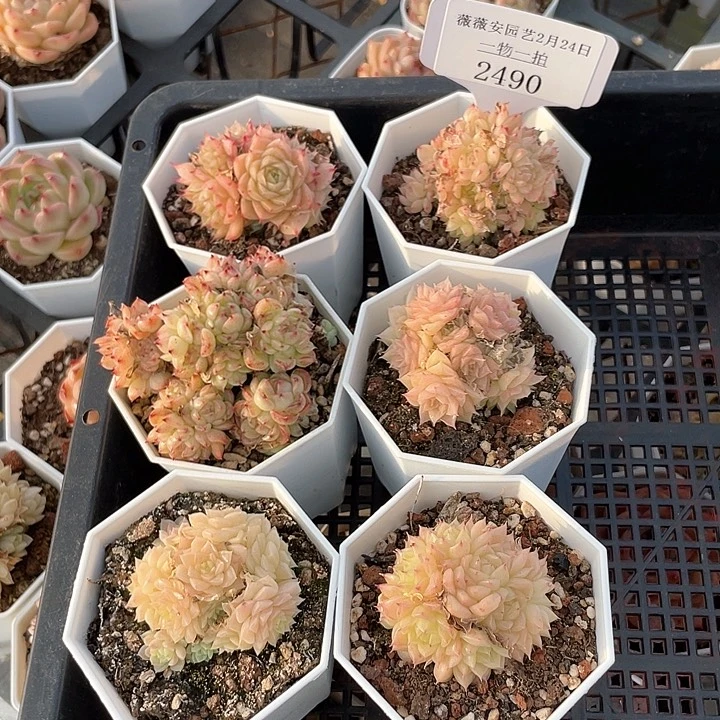 薇薇安园艺多肉2990