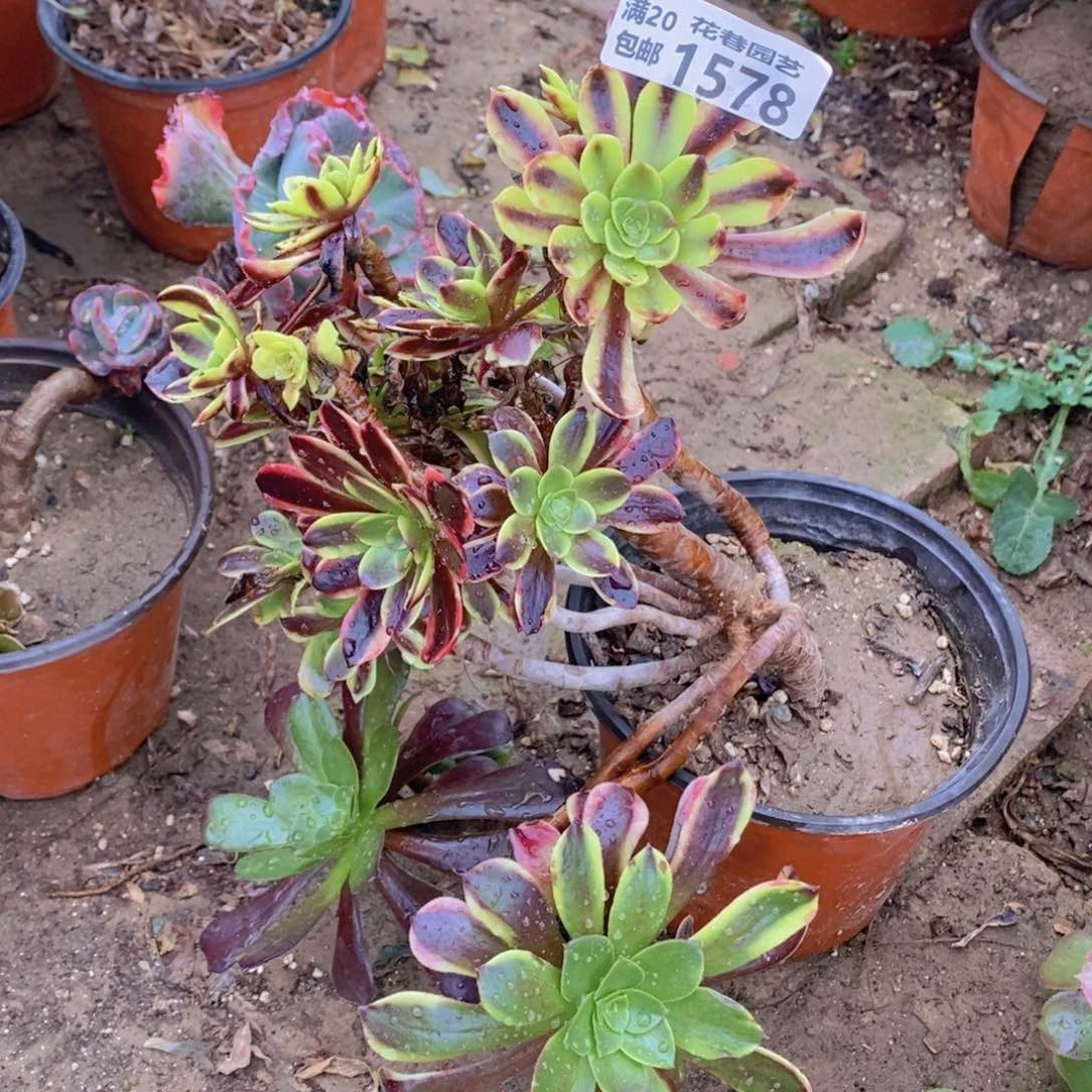 1578 号一物一拍多肉植物