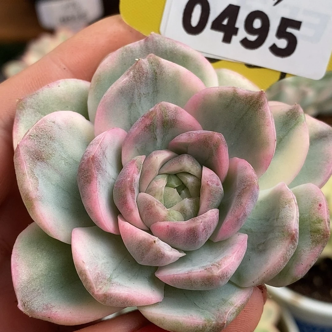 495红心哈哈哈哈哈哈哈