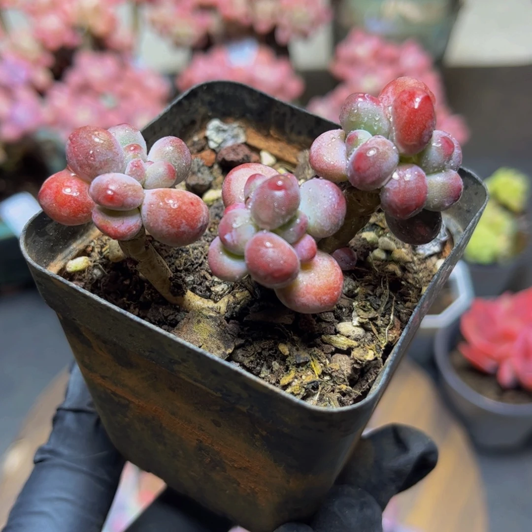 142一代苹果奶7厘米多肉