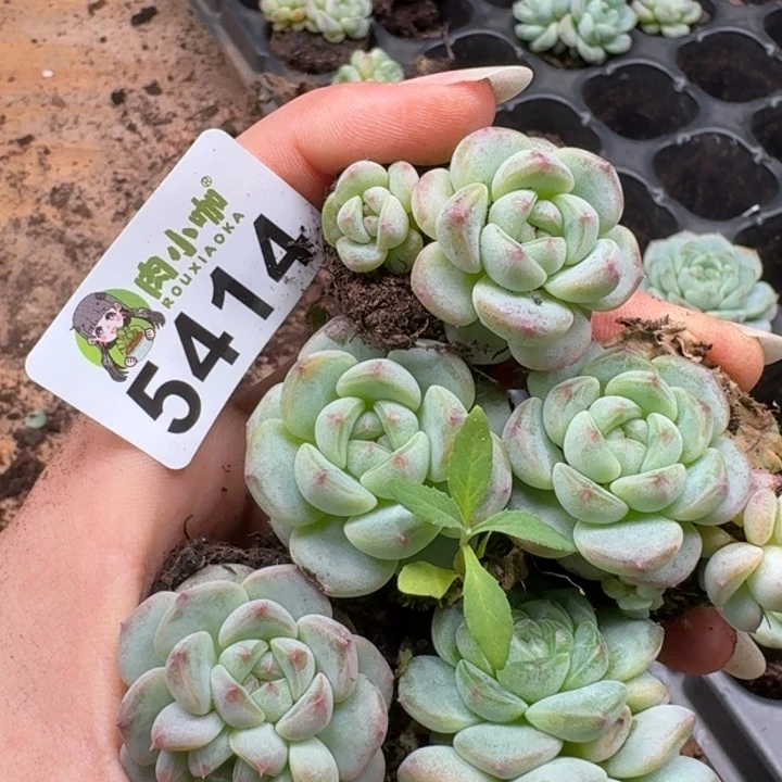 多肉植物多肉植物