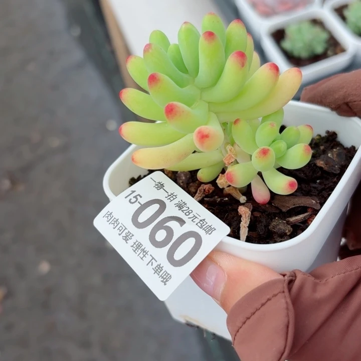 果冻乙女心无盆土发货多肉多