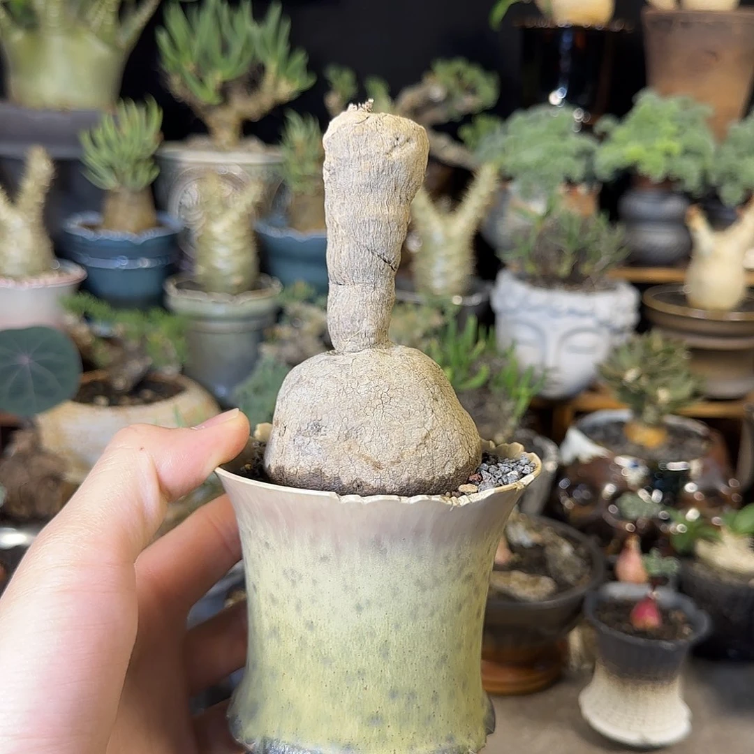 一物一拍老家素可泰36