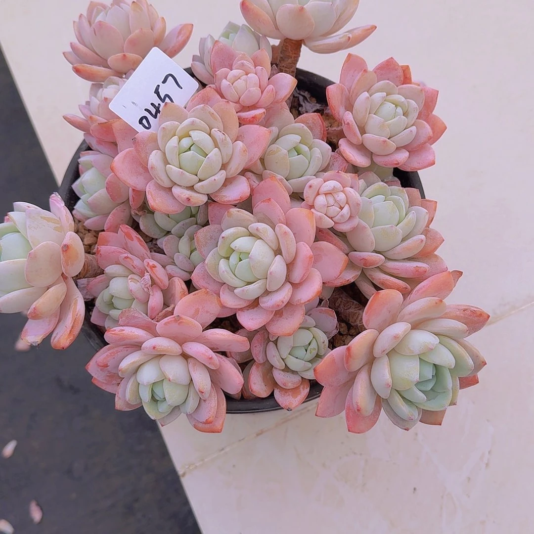 战****拒0457冷香多肉植物