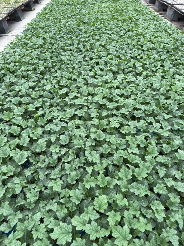越冬带2支瓜，耐热强磁，新品种丝瓜种子，丝瓜苗
