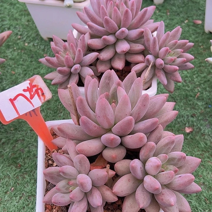 17米其代盆一个多肉