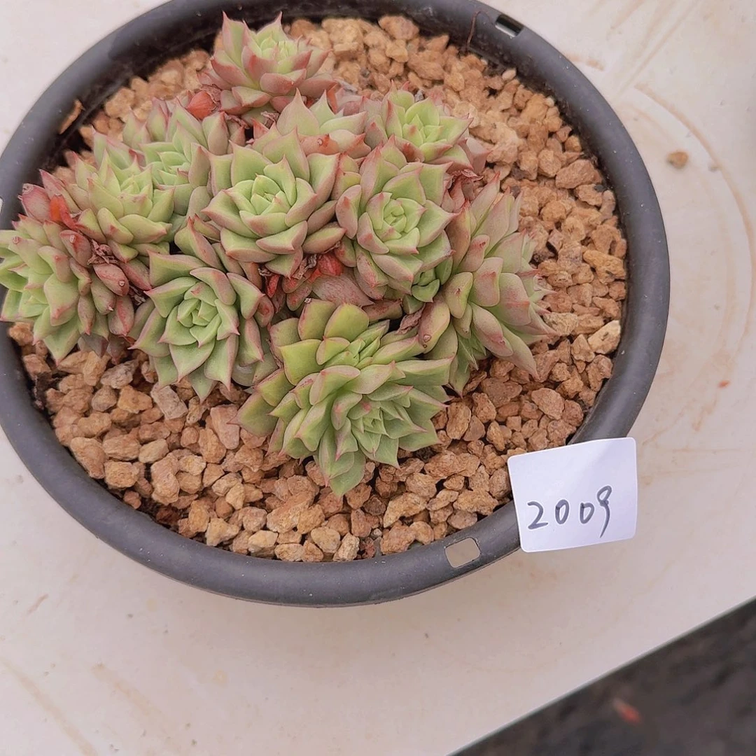 来****张2009杂交多肉植物