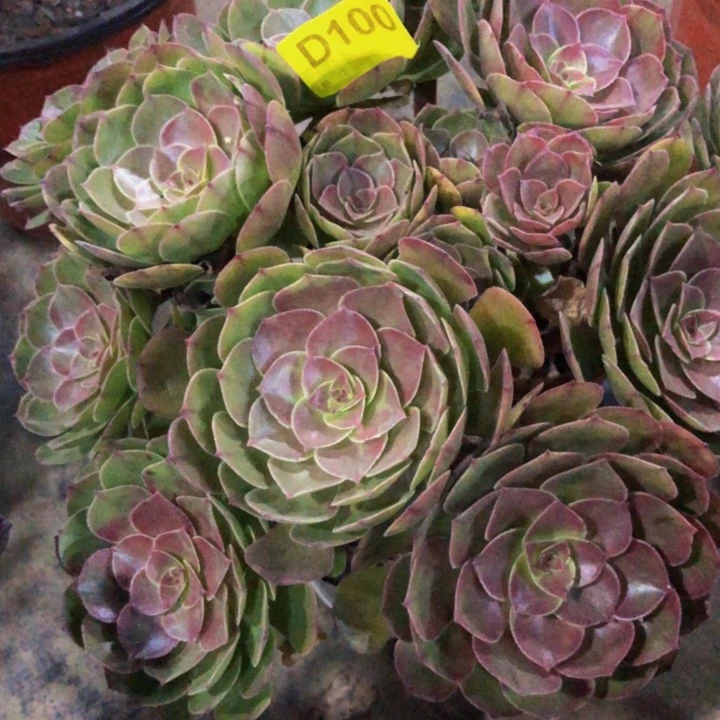 万圣节多肉1000000000