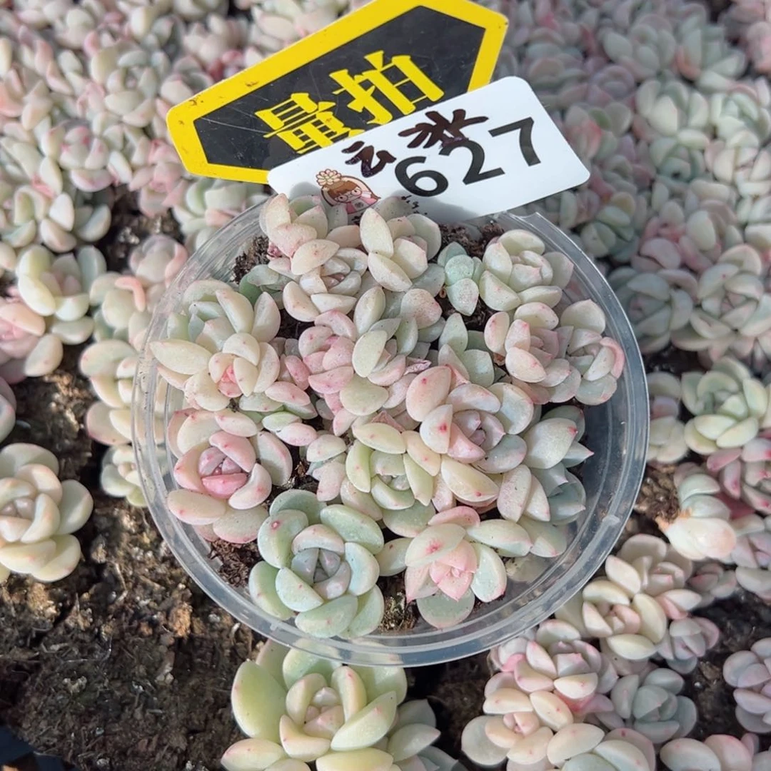 多肉植物多肉植物