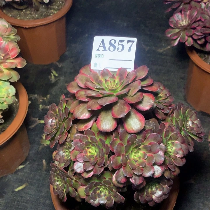 红金刚857法师多肉植物250000000
