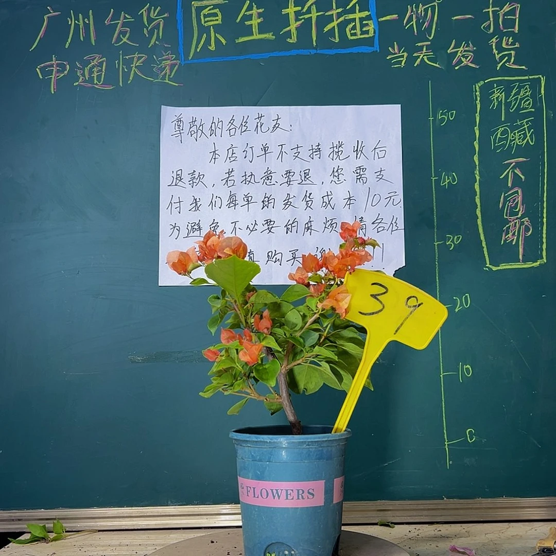 当前无花栽培后可以开花下播 落日 39