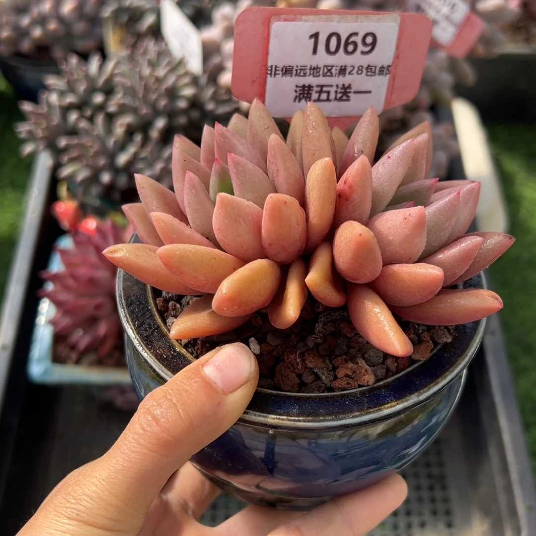 表妹精品多肉植物1069.