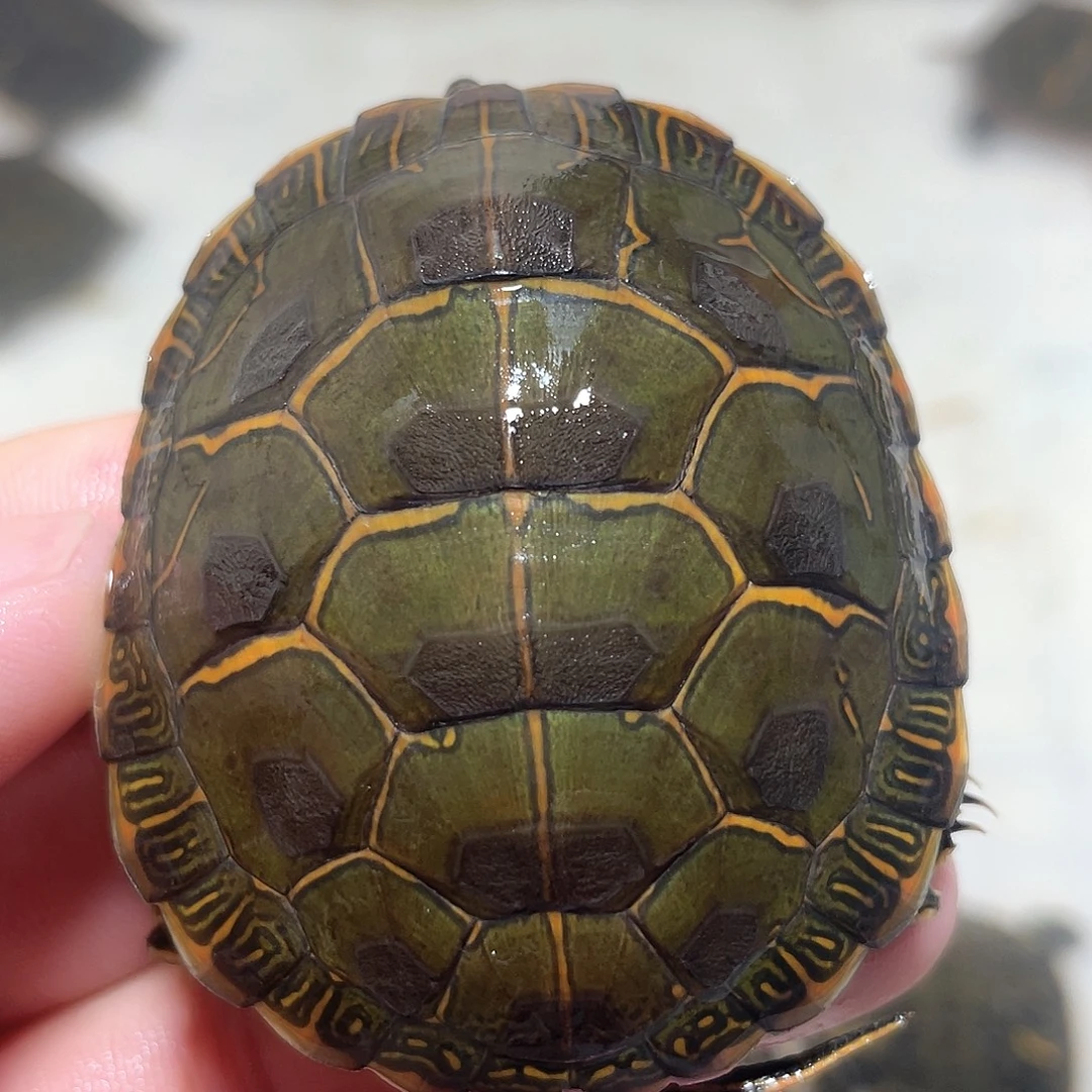 宠物龟不分公母6.0