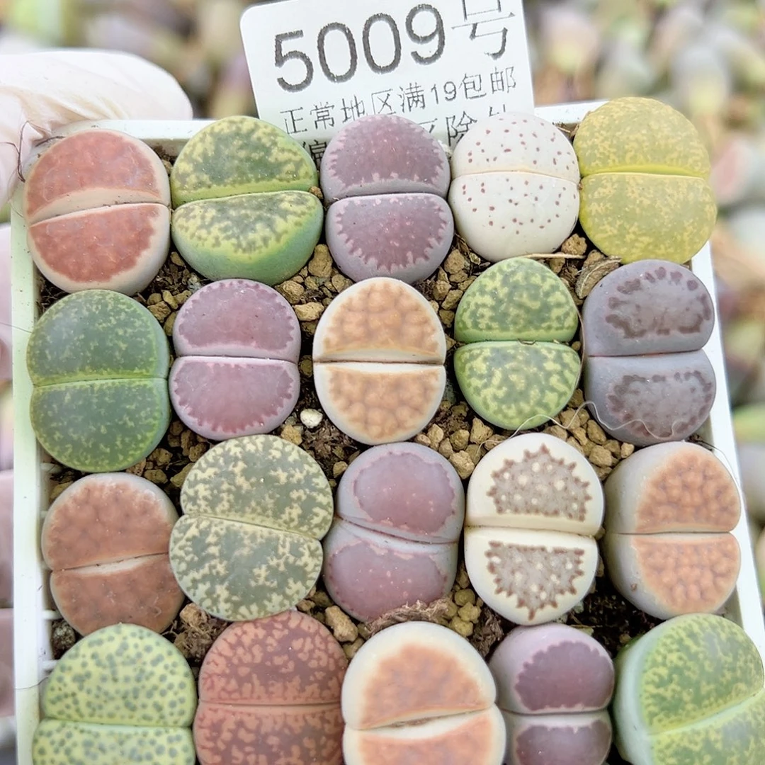 5009 好养易活生石花大母本