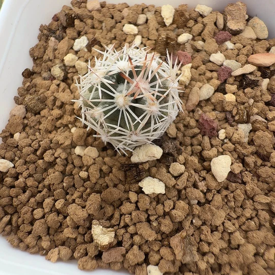 实生雪花丸脱土发货