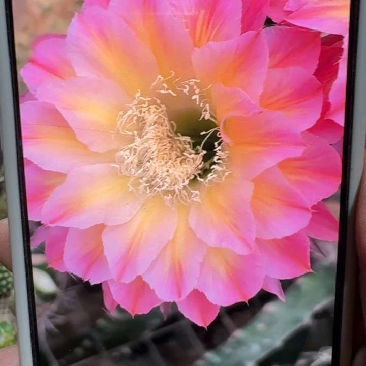 437彩草马乙歪4公分左右无根侧牙，20包邮