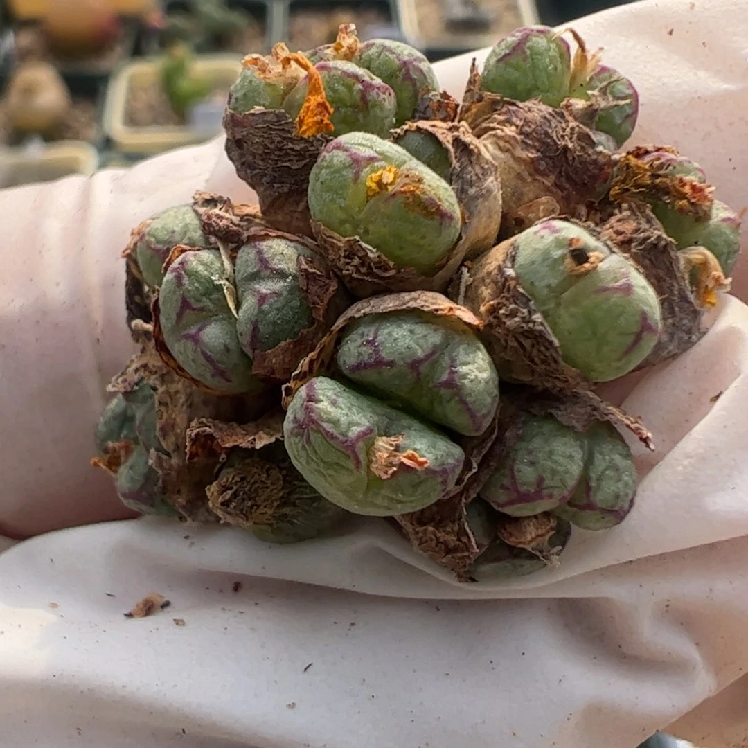 713 好看的多肉冲冲冲q