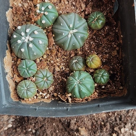 当前无花栽培后可以开花051仙人球