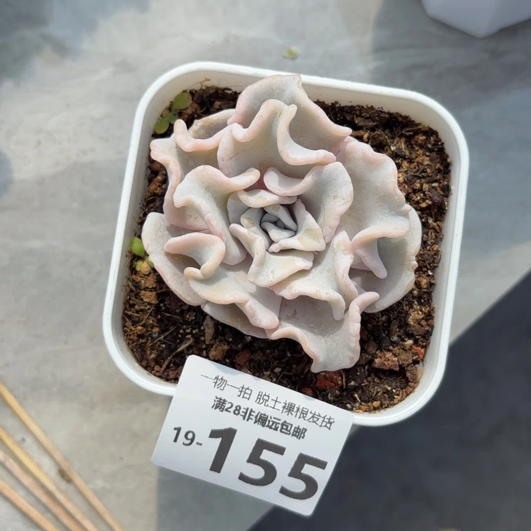 芭蕾舞者多肉多肉多肉