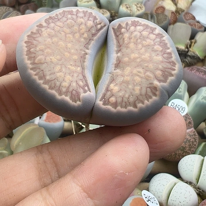 4523巨型蓝体菊福利