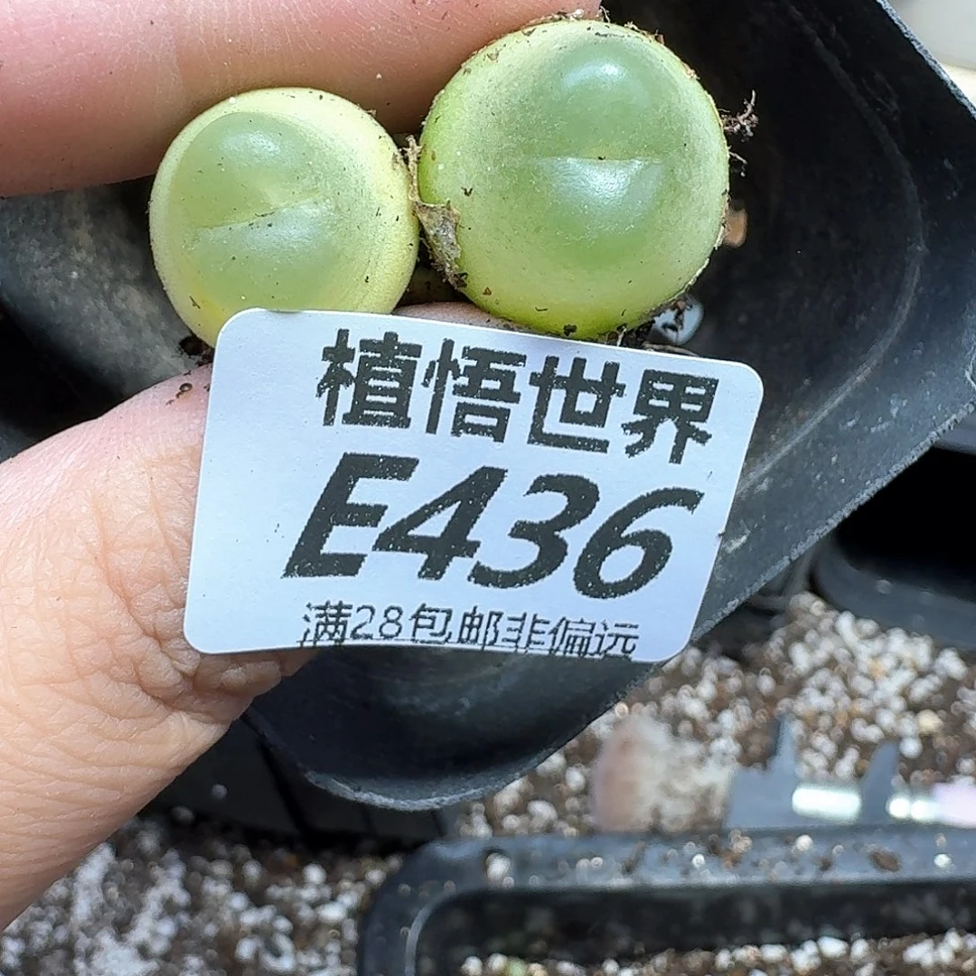 多肉植物的人生tgh