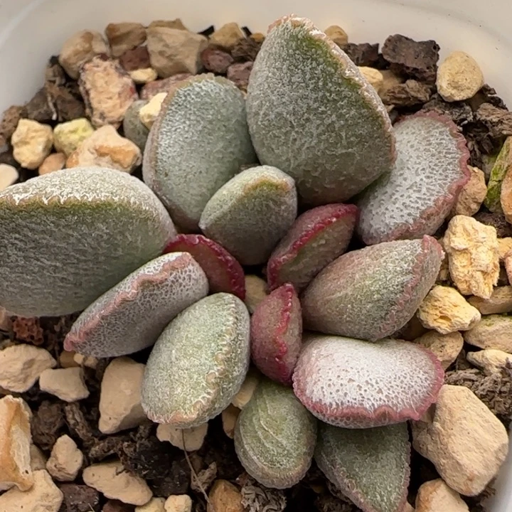 900号水泡多肉植物