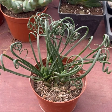 大弹簧草8仙人球