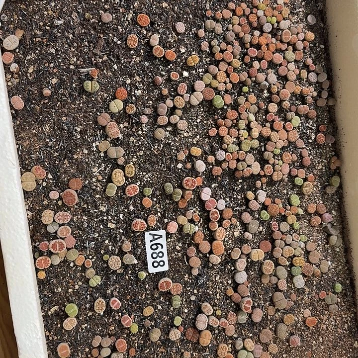 688生石花整筐脱土发货