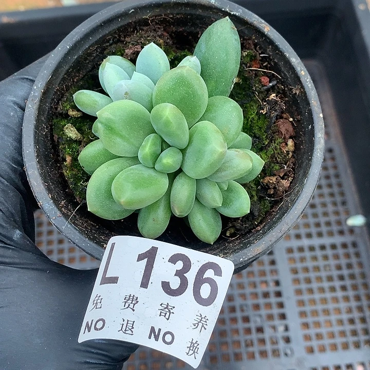 胖哥特双体 多肉植物9.27号左右发