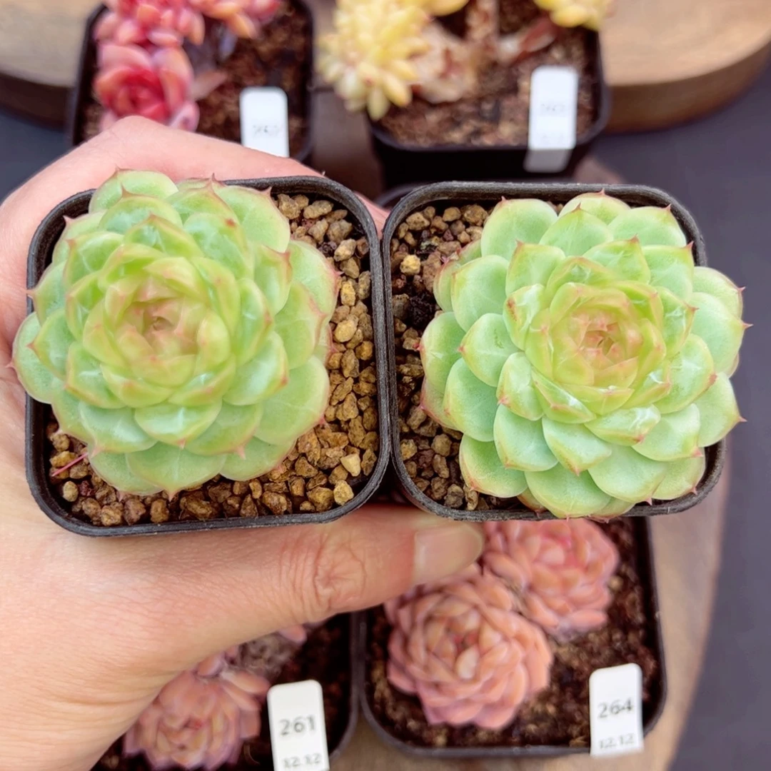 阿月量拍—哈哈哈哈哈