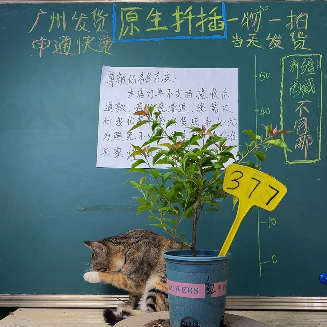 当前无花栽培后可以开花  热火桑巴 377