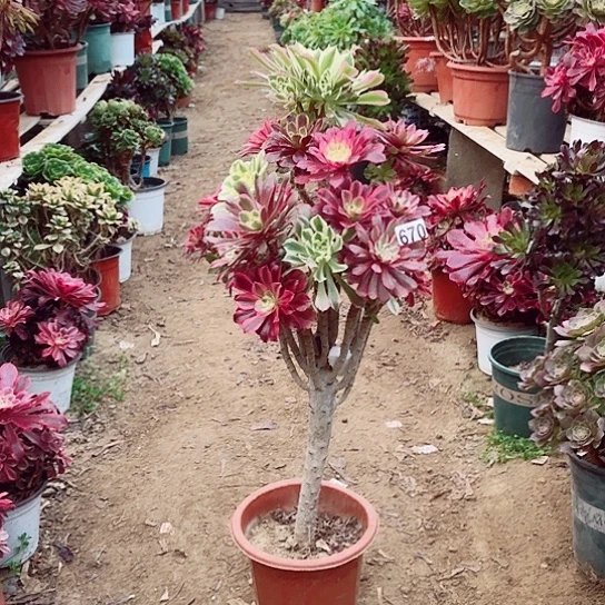 670嫁接老桩法师