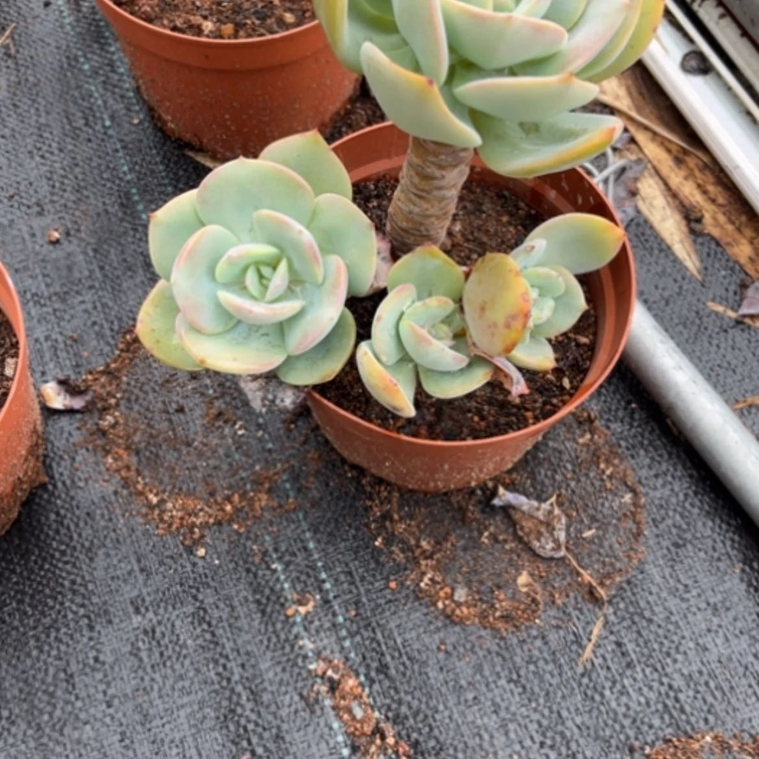 【闪购商品】用**子白凤