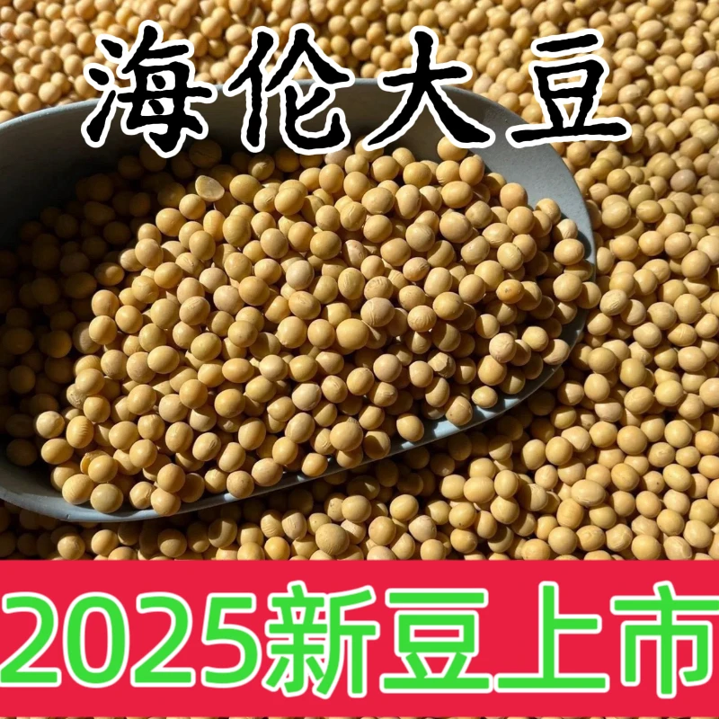 【2025新黄豆】东北黄豆打豆浆豆生豆芽豆颗粒饱满圆润非转基因