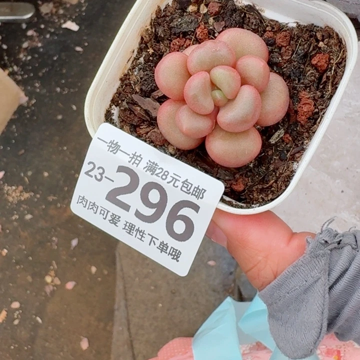 先锋派多肉无盆土发货无