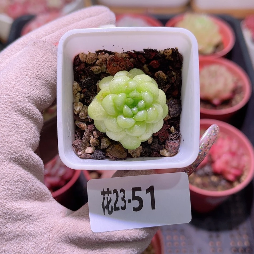 花利美23-51绿水鬼 瑕疵